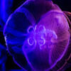 moonglow03